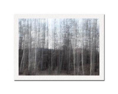 Blanco Trees No. 1