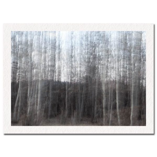 Blanco Trees No. 1
