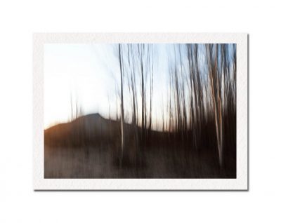 Blanco Trees Portal No. 1