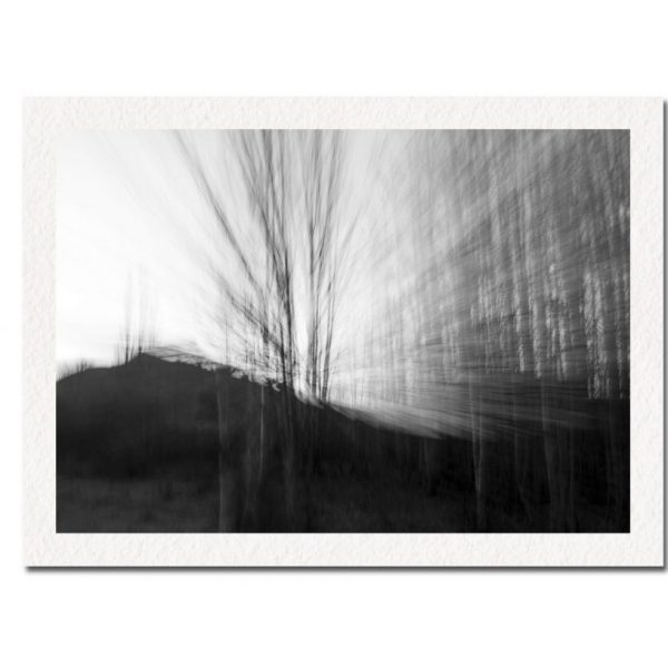 Blanco Trees Portal No. 2